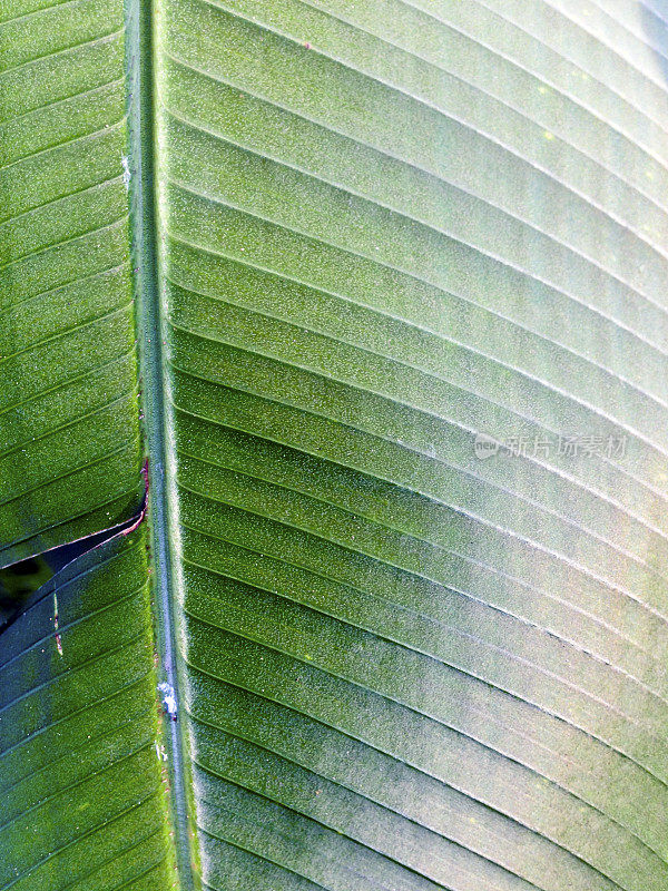 新加坡,热带植物。