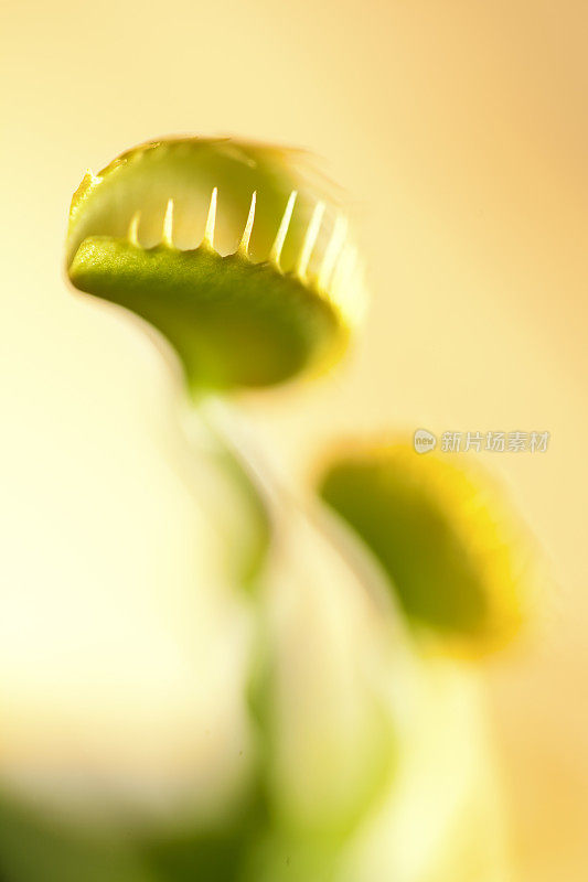 食虫植物