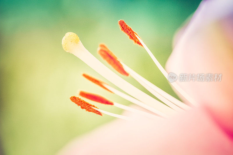 粉红百合花，花药和雄蕊特写