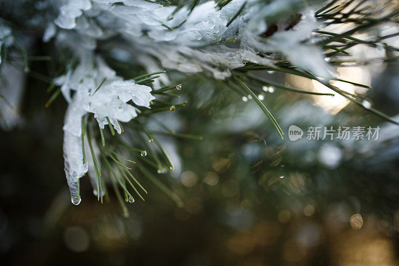 融化的雪