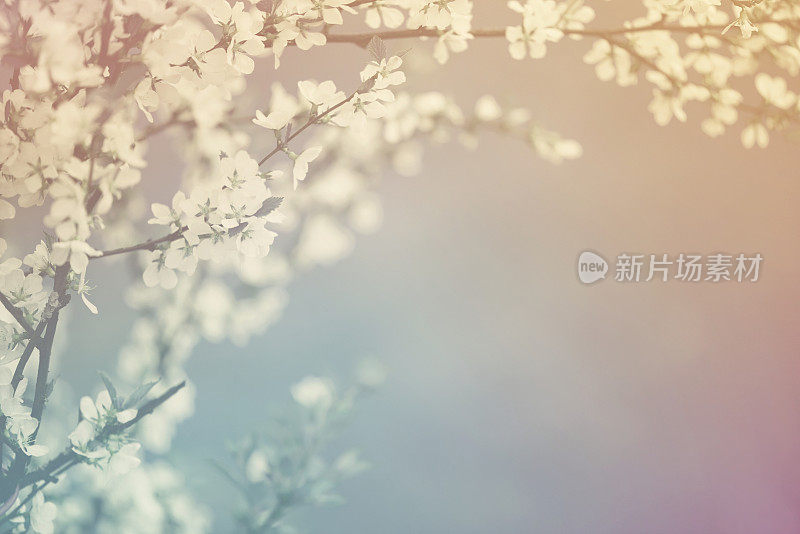 美丽的春天的花朵