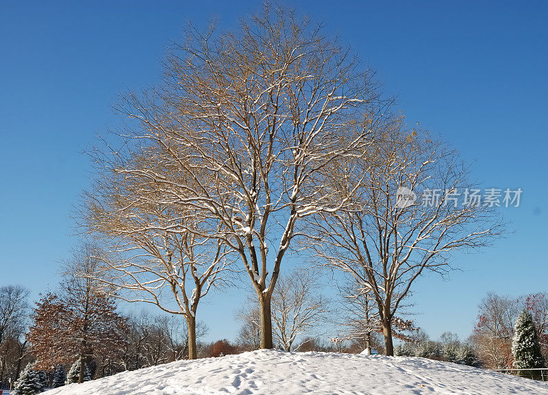 雪树