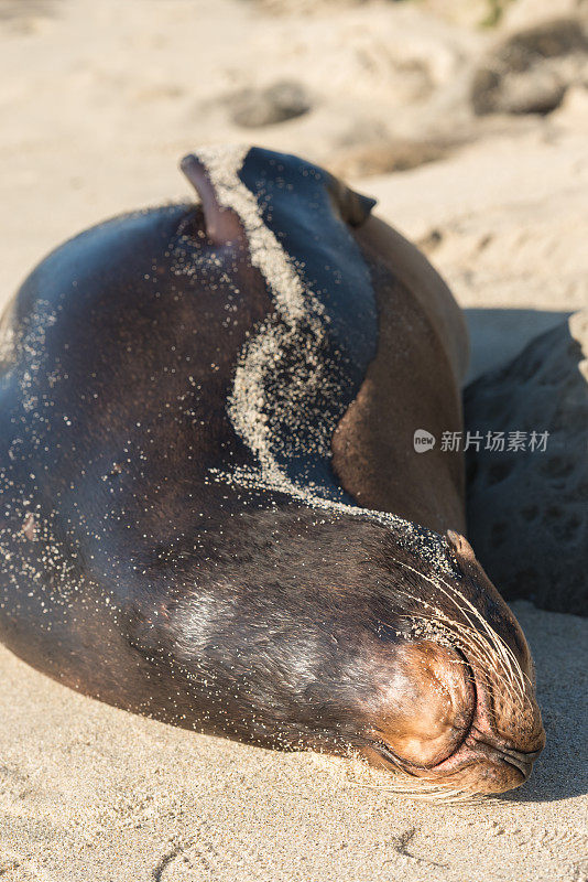 加州野生动物