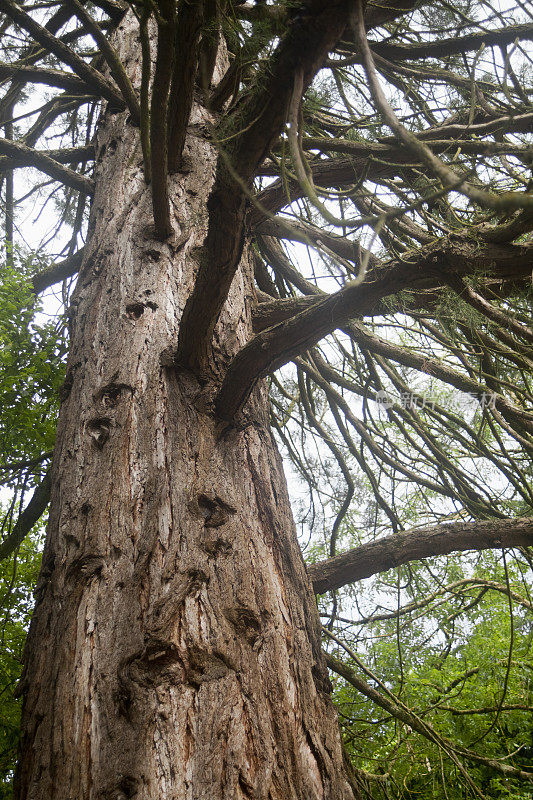 老红杉树干和树枝。