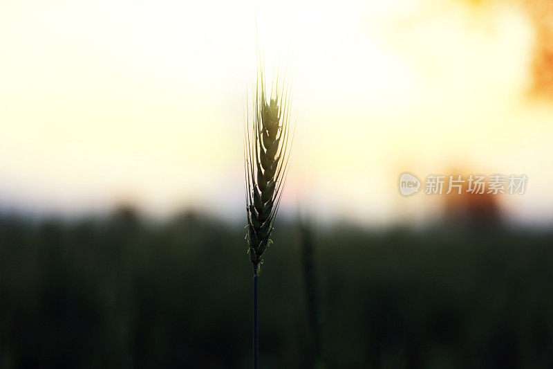 小麦植株