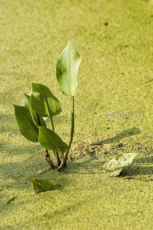 水生植物