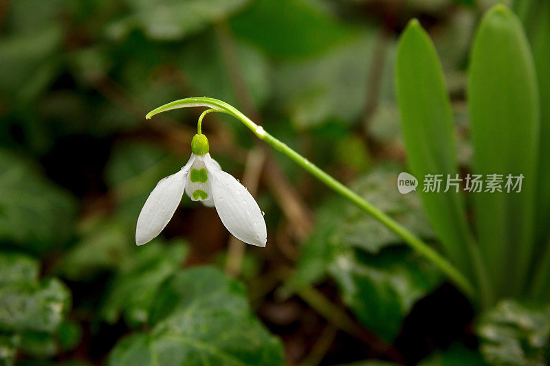 雪花莲花