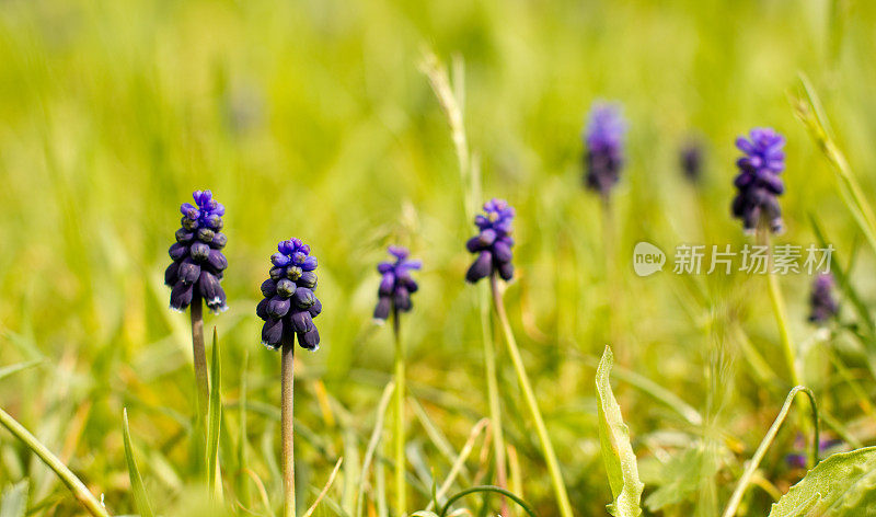 Grape-Hyacinth。