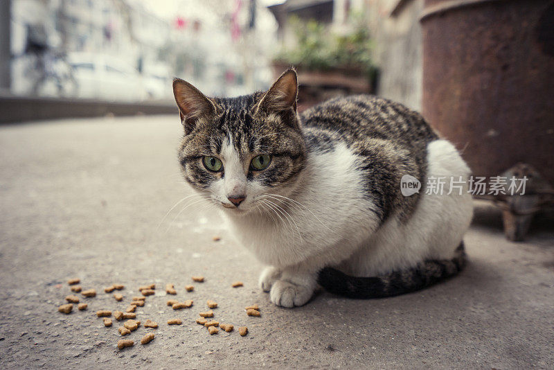 肮脏的无家可归的猫