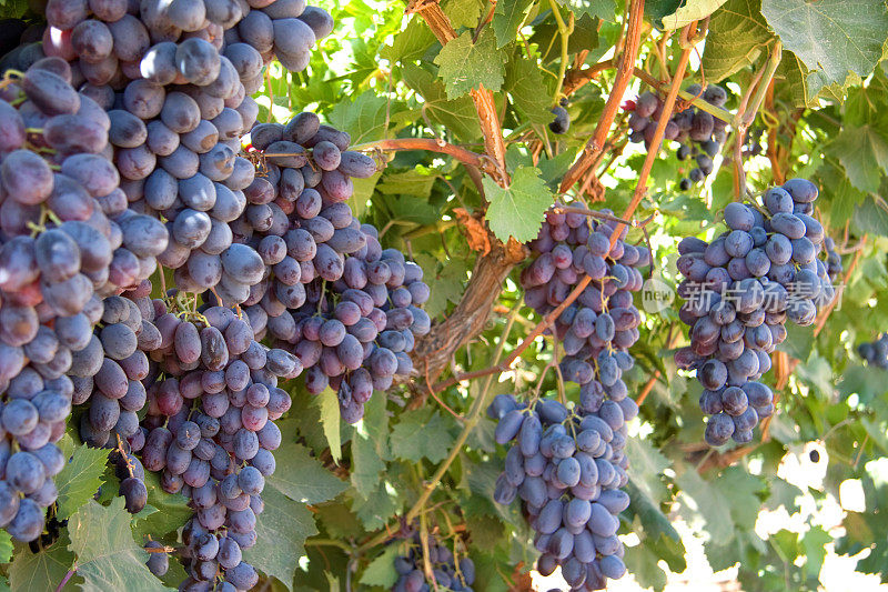 拉吉(以色列)的黑葡萄收获季节