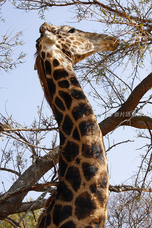 从树上吃东西的长颈鹿