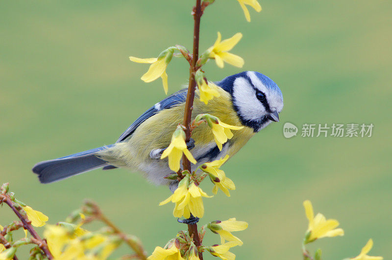 Bluetit对连翘