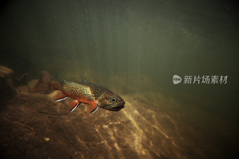 水下野溪鳟鱼