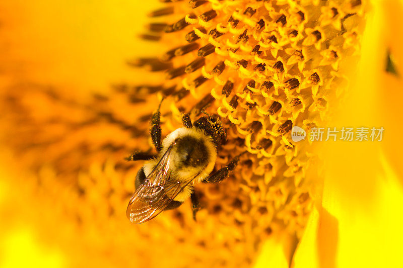 蜜蜂在给向日葵授粉