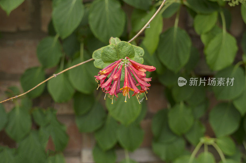 忍冬属植物