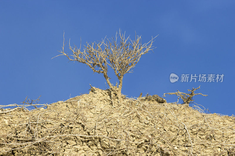 椴树，有坚实的根