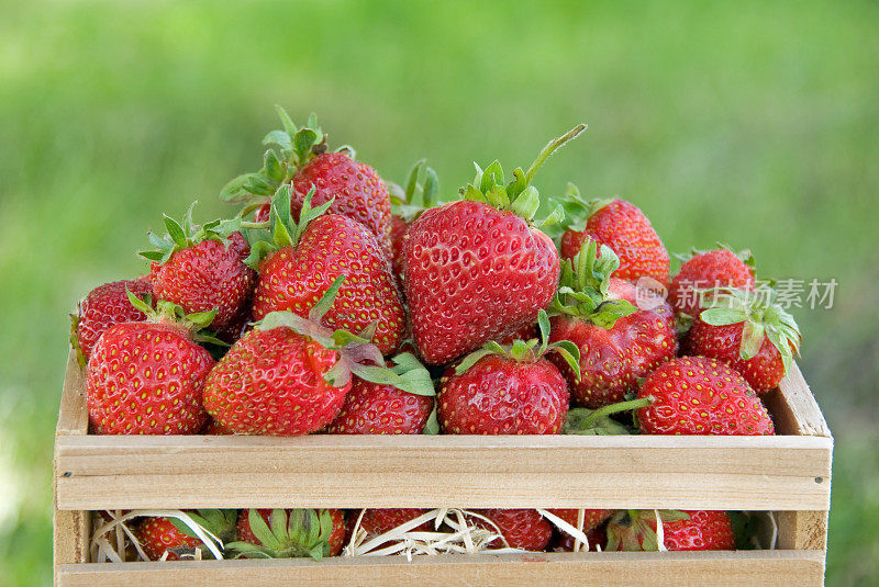 自家种植的有机草莓