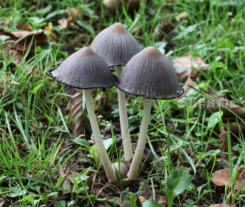 inkcap蘑菇