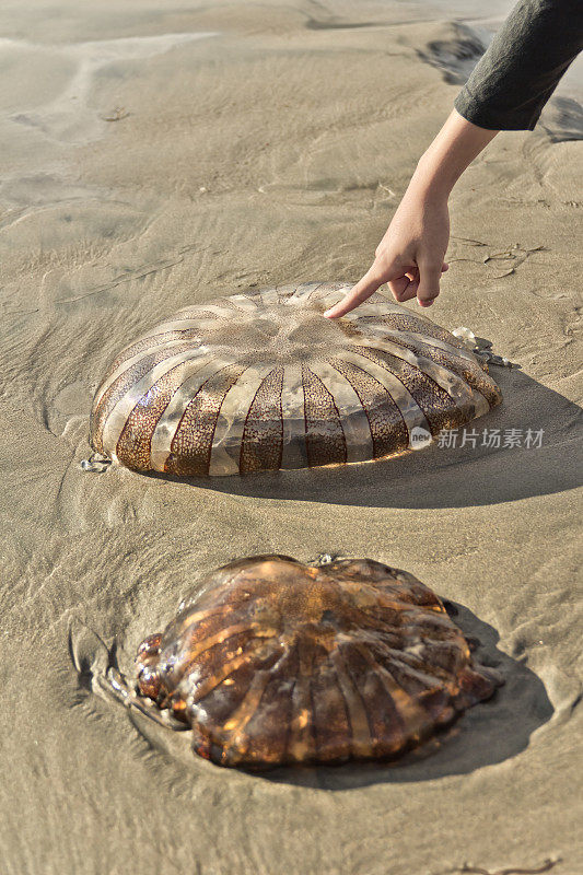 海滩上的水母