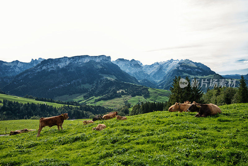 奶牛瑞士牛在高山周围