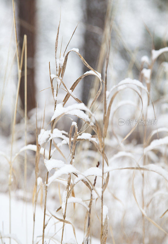 森林里的雪