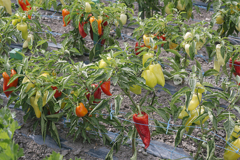 菜园里的新鲜青椒和红椒