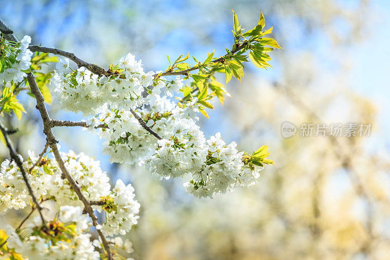 春天盛开的果园-果树与花