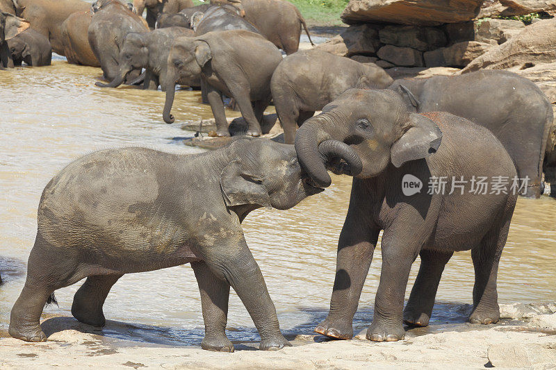 斯里兰卡在河里给孤儿院的小象洗澡和玩耍