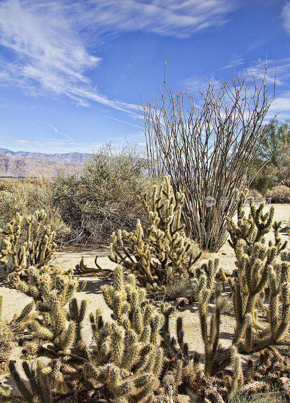 博雷戈山谷的Cholla仙人掌和Ocotillo