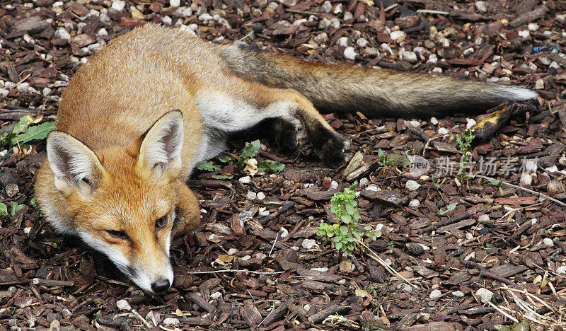 城市狐狸幼崽躺在伦敦的一个花园
