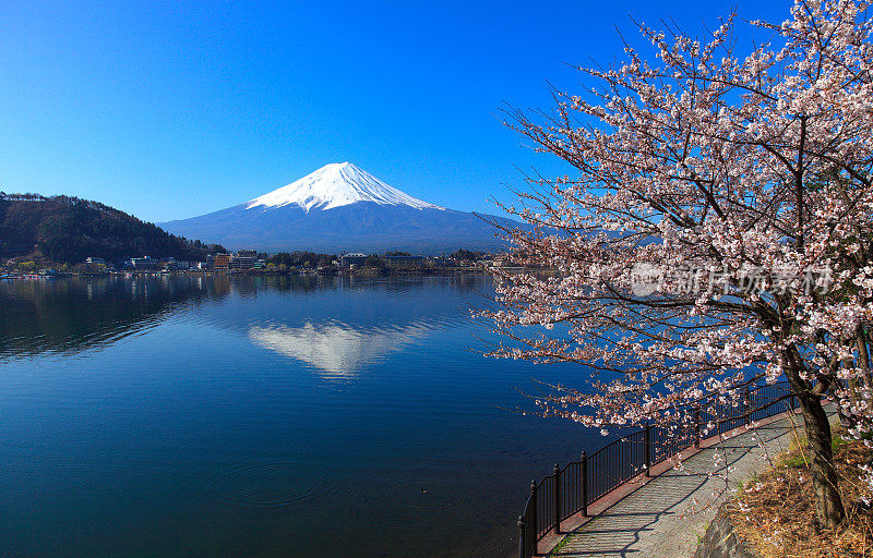 美丽的樱花与富士山