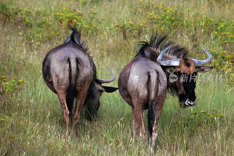 纳米比亚:埃托沙国家公园里的黑角马