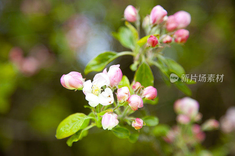 苹果花