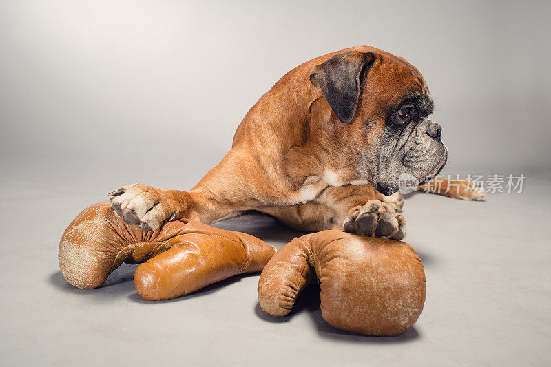 一只拳师犬用爪子抓着旧拳击手套。