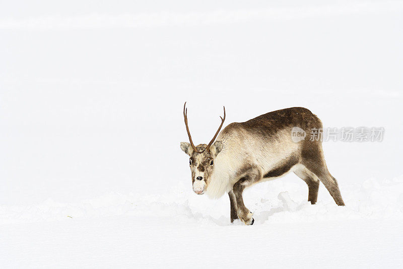 冬天，挪威北部的驯鹿在雪地里吃草