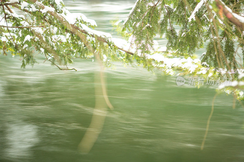 河在雪松下流淌