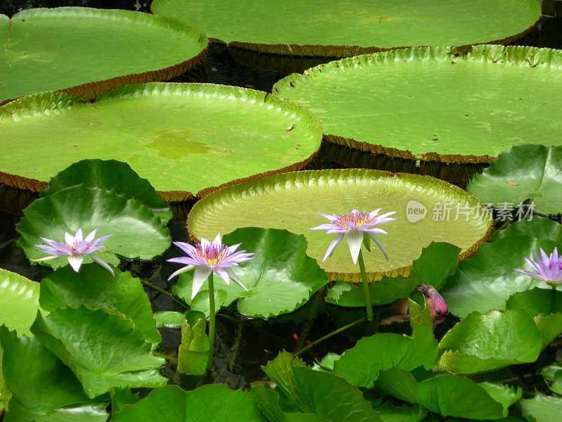 莲花池