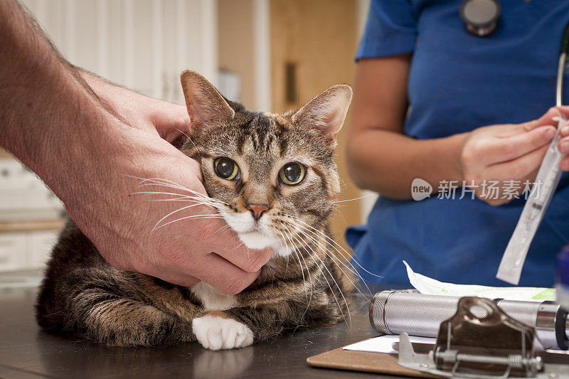 猫等待兽医准备注射器