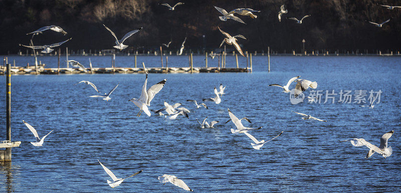一群飞翔的海鸥飞过Irondequoit湾水域
