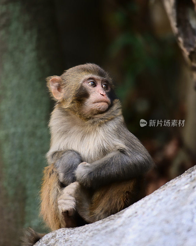 坐在岩石上的猴子02