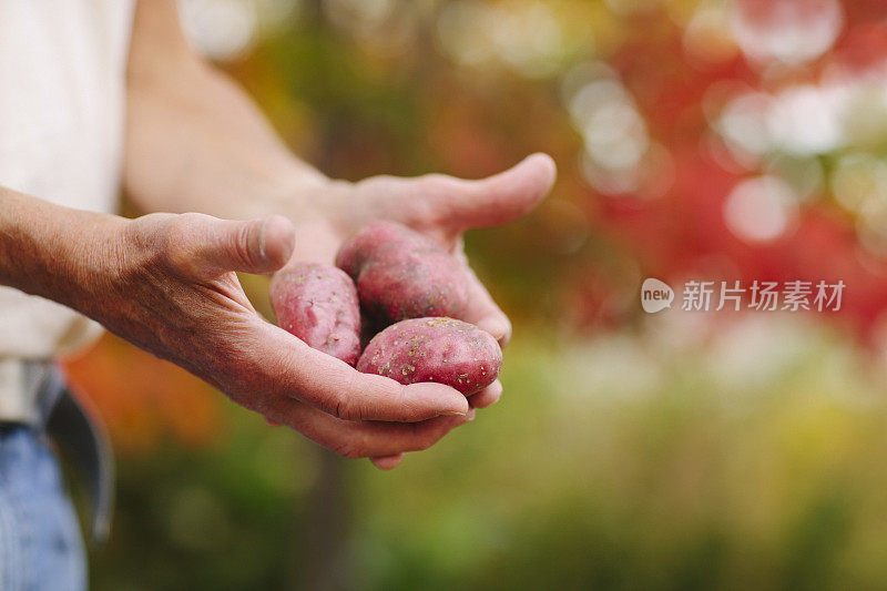 农夫的手拿着红土豆