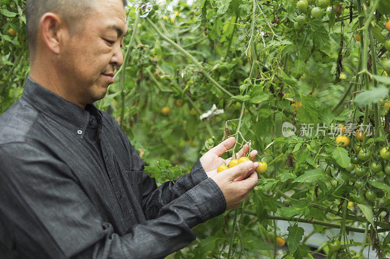 在温室里工作的成年农民