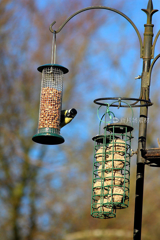 大山雀在花园里吃野鸟喂食器