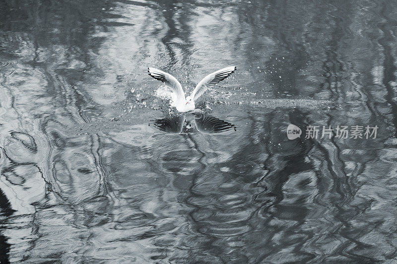 白海鸥在水上钓鱼