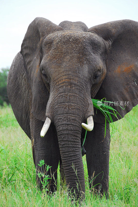 坦桑尼亚Tarangire国家公园里的大象