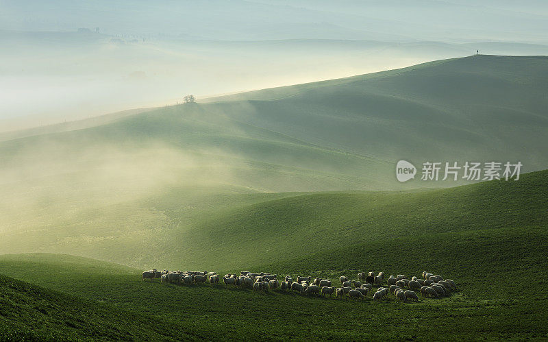 黎明时分，羊在多雾的托斯卡纳地区吃草