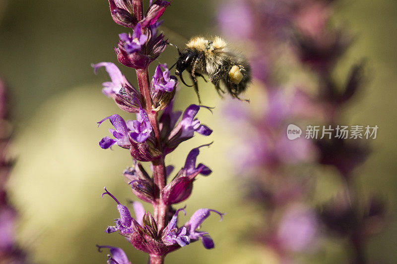 蜜蜂在飞