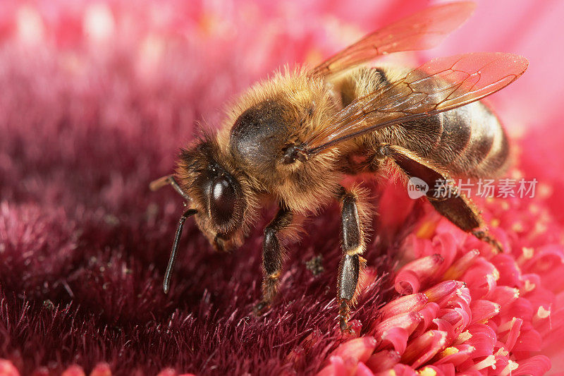 蜜蜂和粉色非洲菊05