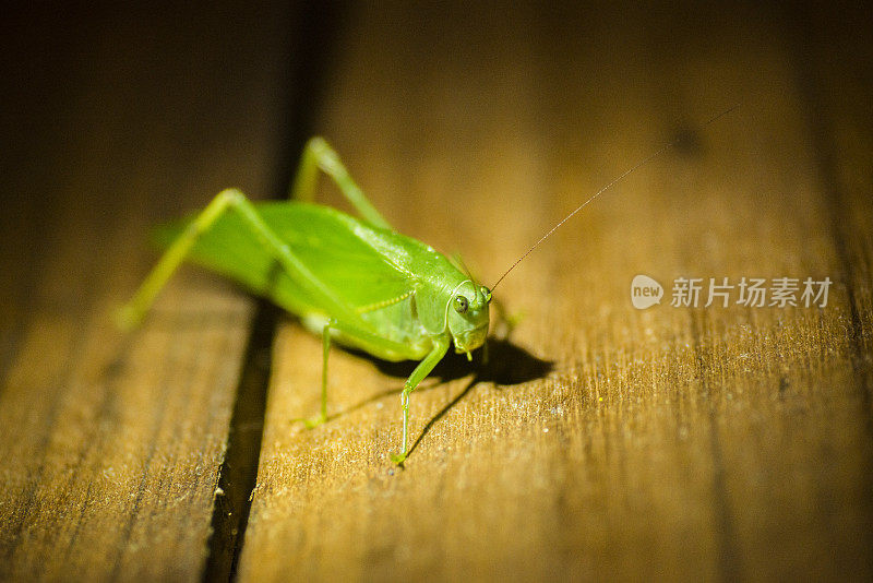 哥斯达黎加木头上的夜间绿色蝈蝈儿叶虫