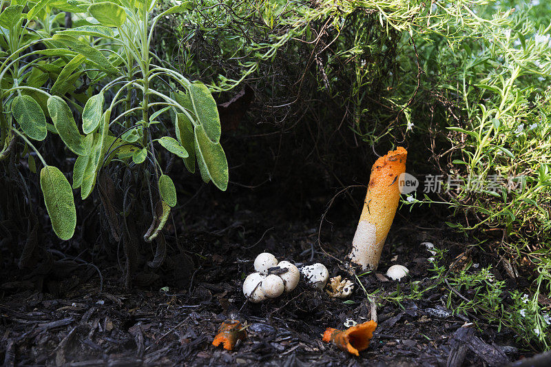 香草花园里的橙色海绵真菌